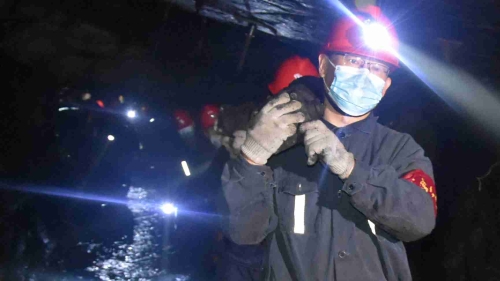 20200628  04  新建礦  圖為礦機(jī)關(guān)黨員協(xié)助生產(chǎn)井區(qū)回收支柱。 孫繼誠攝_副本